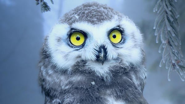 Alert snow owl looking at you, kid / pixabay.com