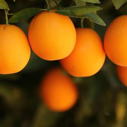 Agricultural Operations, CVC, oranges, (c) UCR Stan Lim 2019