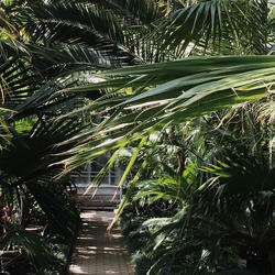 tropical garden (c) unsplash