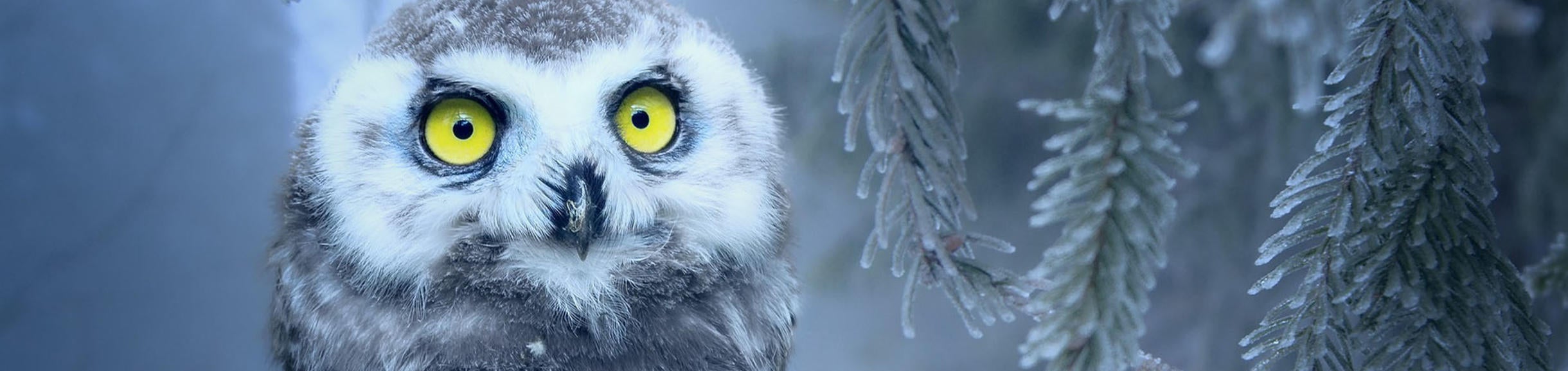 Alert snow owl looking at you, kid / pixabay.com
