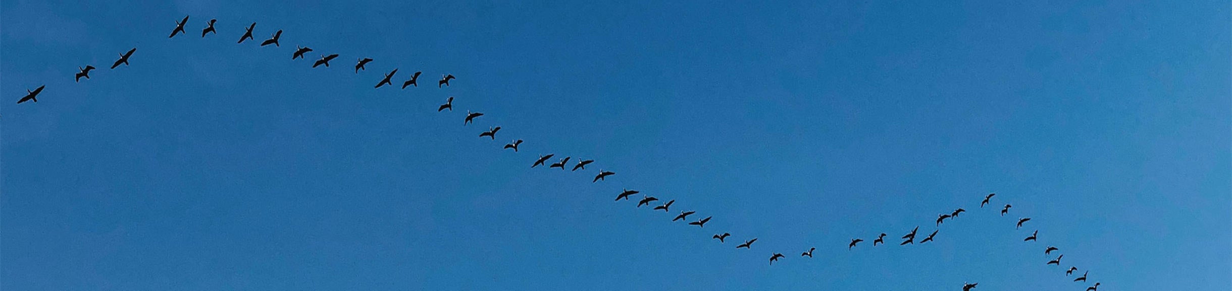 migrating geese (c) Howie Mapson Unsplash