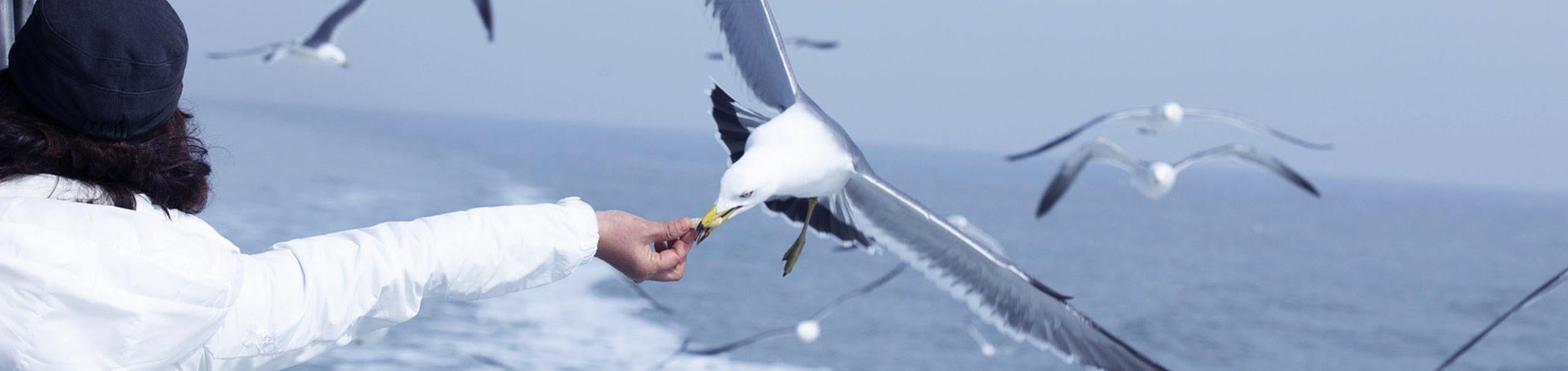 Seagull feeding in flight / pixabay.com