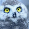Alert snow owl looking at you, kid / pixabay.com 550 px