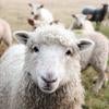 sheep (c) Sam Carter unsplash