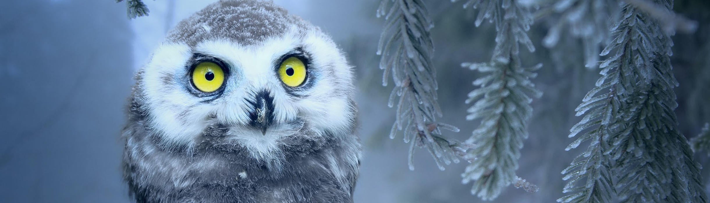 Alert snow owl looking at you, kid / pixabay.com